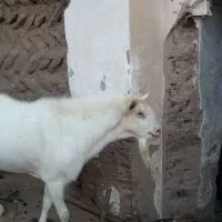 چبش سانن