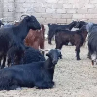 بز و کهره درجه یک