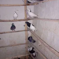 کفتر پرشی