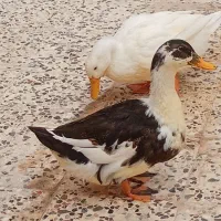 اوردک|پرنده|ایذه, |دیوار