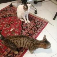 یک جفت گربه ملوس
