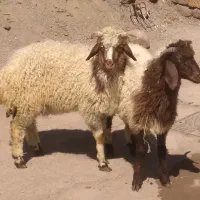 ۲ عدد گوسفند نر سالم