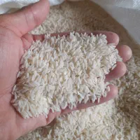 برنج طارم هاشمی درجه ۱