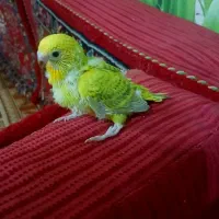 جوجه سرلاکی مرغ عشق تا اگهی هست موجوده