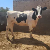 تلیسه پر شیر