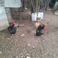 خروس جاپنیز کف خواب