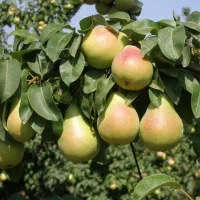 گلابی اسپادانا (روی درخت)
