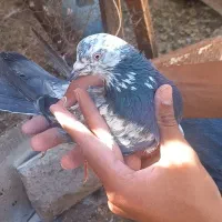 کبوتر کاشانی گرو