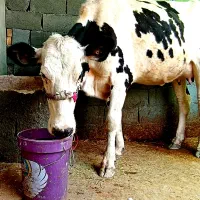 یک راس جواهر نخری