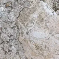 کلکسیونی  درجه یک