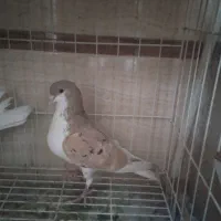 ساده سرور چادری
