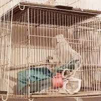 قفس پرنده