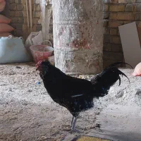 خروس نژاد دار گلین