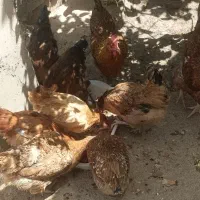 چهار عدد مرغ تخم گذار سرحال