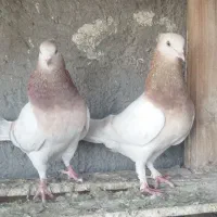 جفت سرور زرد کاکلی پرش سنگین نقش و پرشی