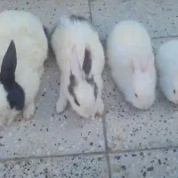 خرگوش با اندازه ها مختلف