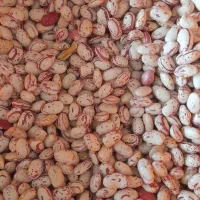 لوبیا چیتی امسال
