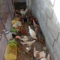 مرغ و خروس
