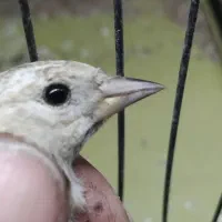 جوجه سهره جهرمی مخصوص زیر دهن کال کال