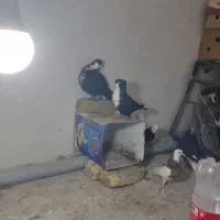 سلام یه جفت کرواتی سیاه کاکلی