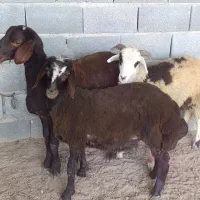 نر بره