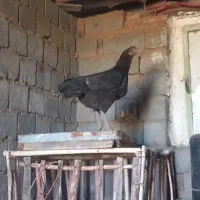 مرغ کوردی