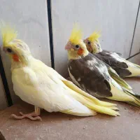 جوجه عروس هلندی