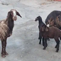 دو راس میش دوقلو