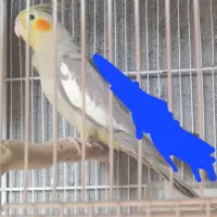 یک عدد عروس هلندی ماده اهویی
