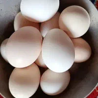 تخم مرغ محلی تازه