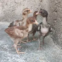 جوجه لاری اصیل یک ماهه جفتی ۱۵۰۰