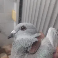 کفتر|حیوانات|مرودشت, تامین اجتماعی|دیوار