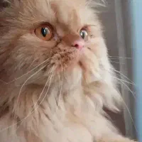 تعدادی گربه