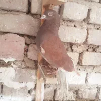 پرنده