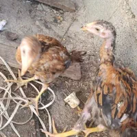 جوجه لاری