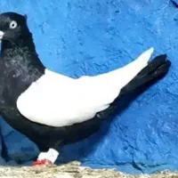 ماده سینه سیاه چشم نوک سفید پرنده کفتر