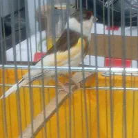 سهره قناری ابلغ