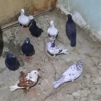 کبوتر 9تا