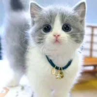 گربه خودم واگذار میکنم