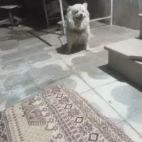 سگ گمشده|حیوانات|نورآباد ممسنی, |دیوار