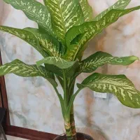دیفن باخیا 3.5 ساله