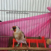سهره جوجه قفس