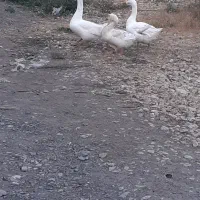 قوغاز