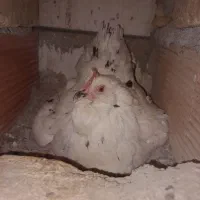 مرغ کرچ گلین لری