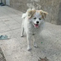 پامر اشپیتز.