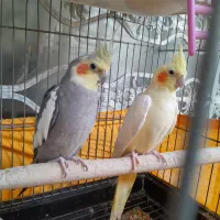فروش عروس هلندی