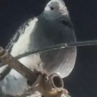 کفتر مگس و سفید