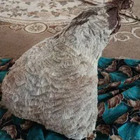 خیگ خوب برای روغن