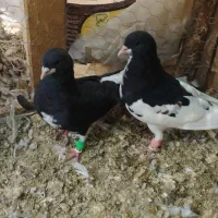 کبوتر شهری
