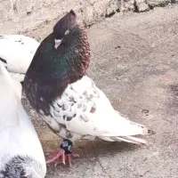 کله سرخ نر